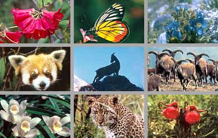 especies y desarrollo sustentable