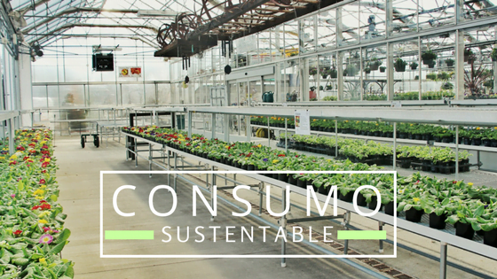 Consumo sustentable: Concepto, Características, ejemplos, acciones
