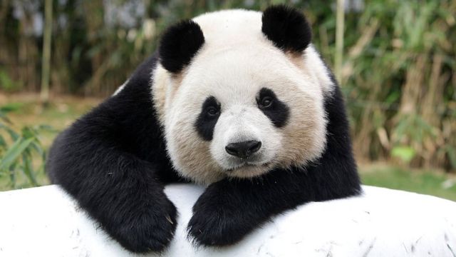 Recursos naturales de China 6 91026629 gettyimages 519508400