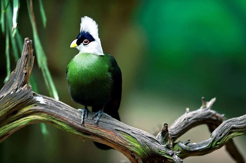 HD wallpaper white crested turaco pretty white crested turaco bird turaco