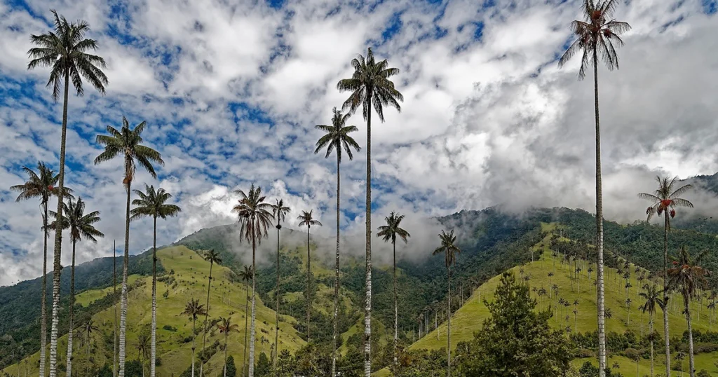 Los principales recursos naturales de Colombia 4 PALMA DE CERA