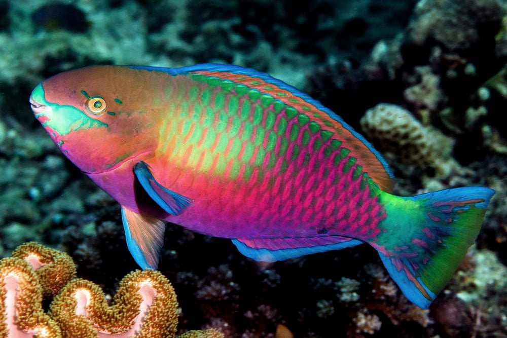 Recursos naturales de Barbados 5 Pez Loro 5