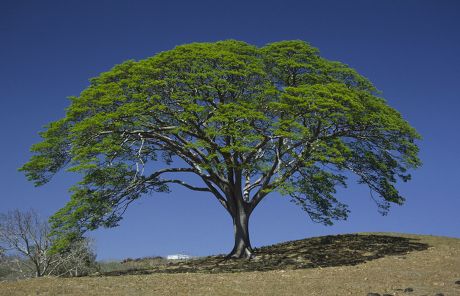 Recursos naturales de Costa Rica 🌳🌿🌴🌊🐒 5 Shutterstock 5028199a
