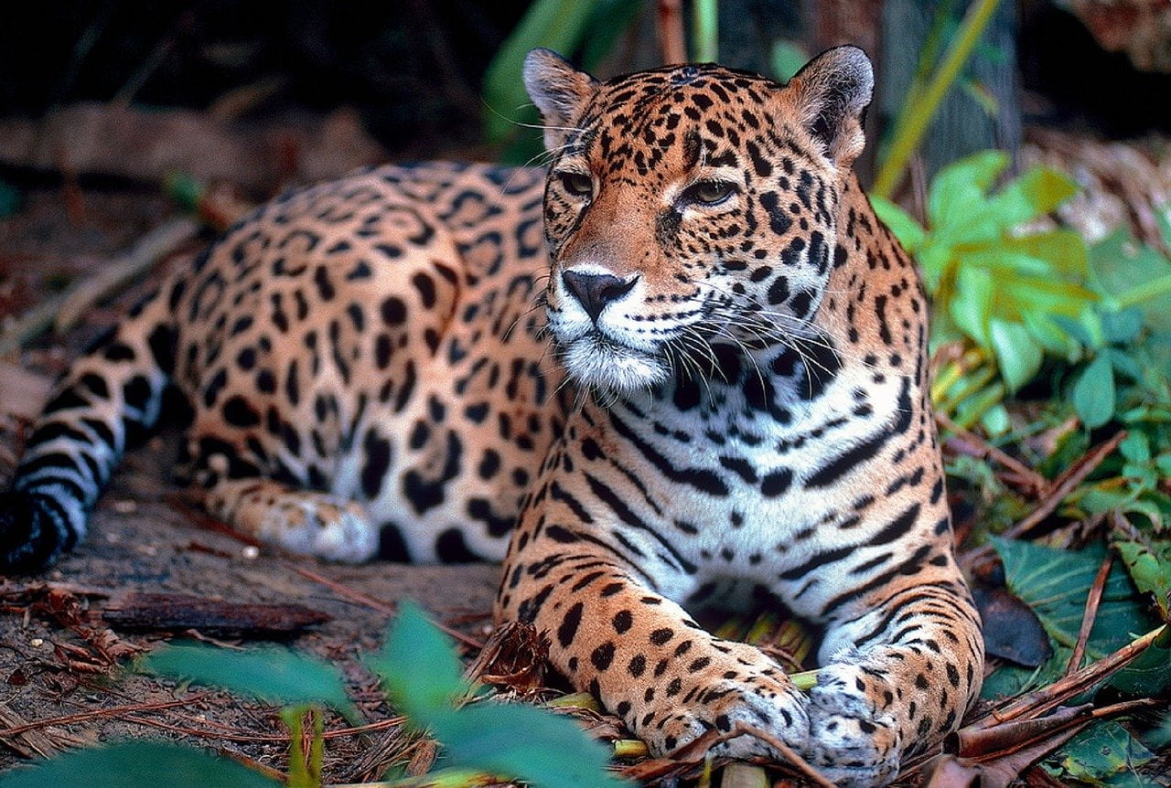 Guatemala Natural Resources: Forests, Nickel and Hydropower 4 Jaguar (Panthera onca) in the Maya Biosphere Reserve, Guatemala