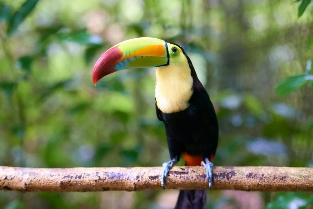 Recursos naturales de Belice