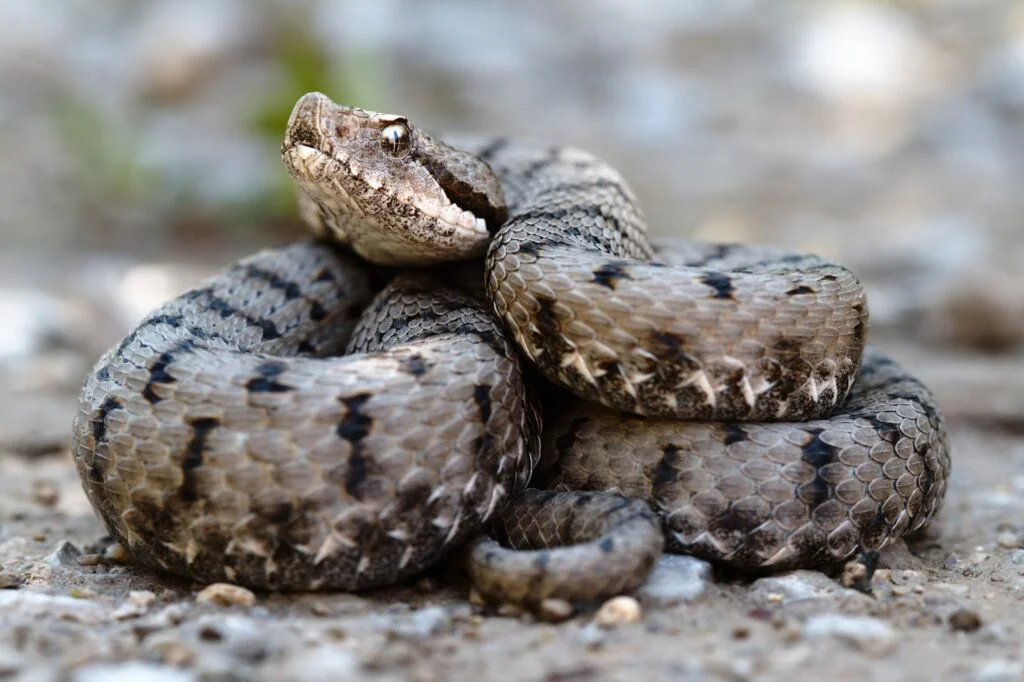 Recursos naturales de Finlandia 4 Vipera aspis aspis