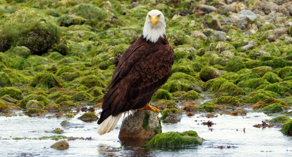 Recursos naturales de Canadá 3 bald eagle 5216306 1280