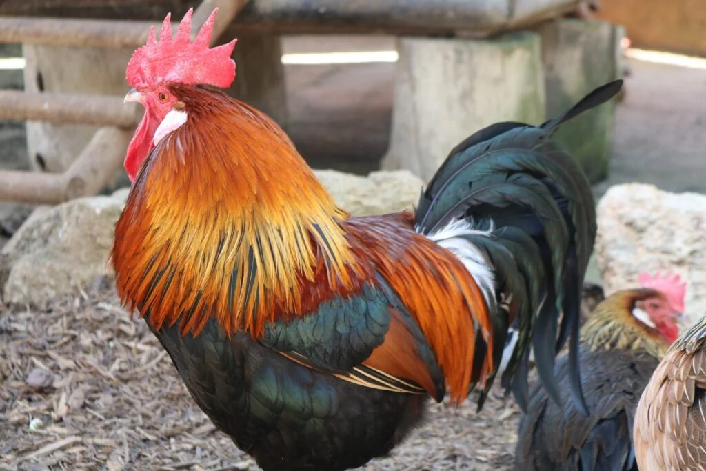 Gallo