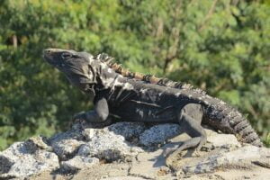 Spiny-tailed iguana (Ctenosaura pectinata) in El Salvador