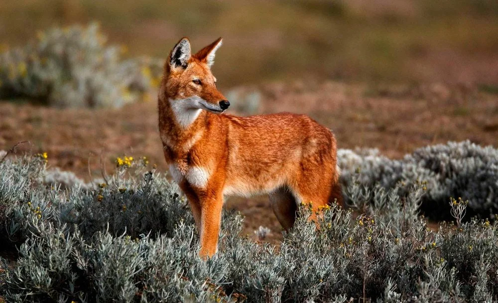 Recursos naturales de Etiopía 3 Lobo etiope o abisinio