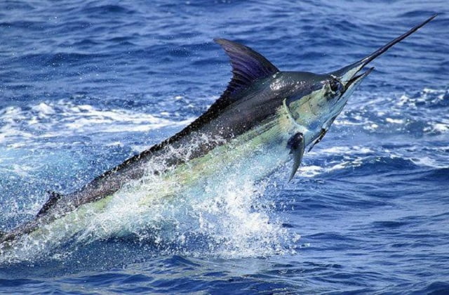 Recursos naturales de Cuba 🌴🌊🌺🐟🌿 5 marlin