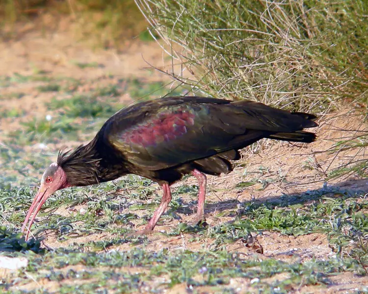northern bald ibis geronticus eremita 28847060042829