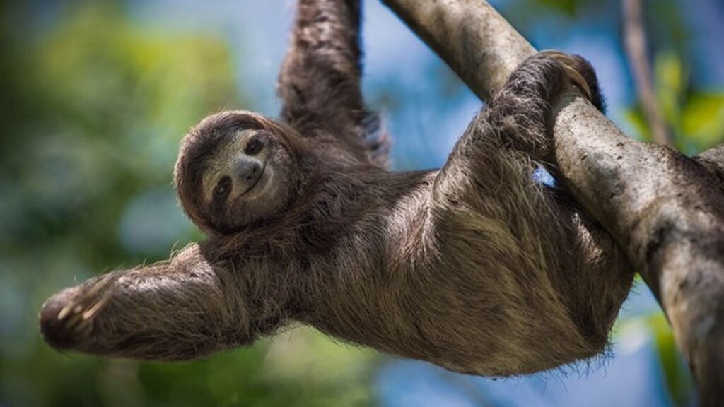 Recursos naturales de Costa Rica 🌳🌿🌴🌊🐒 4 perezoso convierte nacional Costa Rica 1604849738 142909169 1200x675