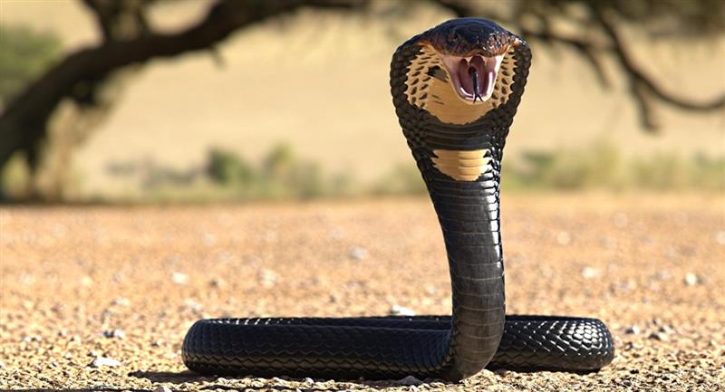 serpiente cobra real catalogada venenosa escapo de un zoologico 1079897 1