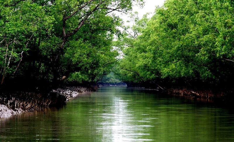 Recursos naturales de Bangladesh 🌳🌿🌾🌊🐟 3 sundarban