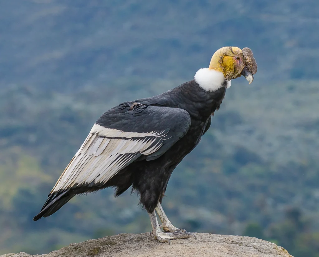 vultur gryphus