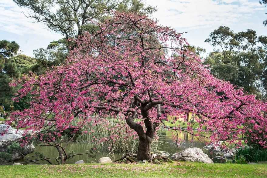 Recursos naturales de Japón 7 CEREZO2