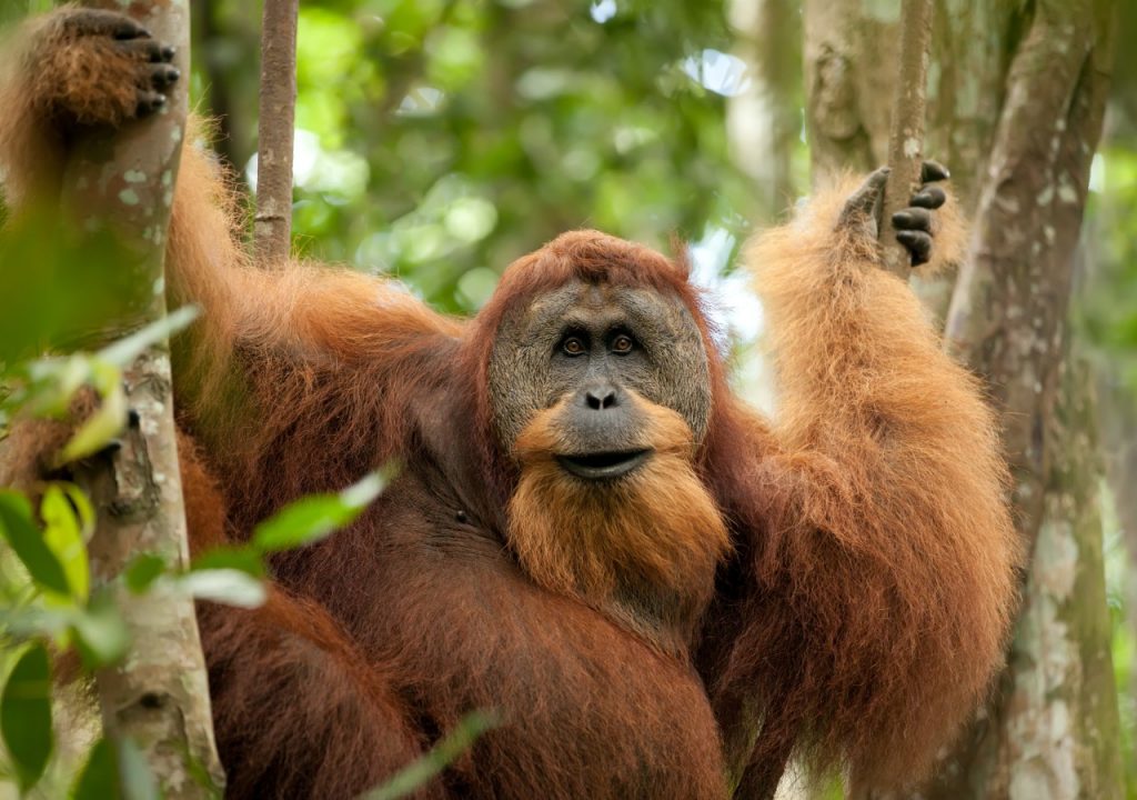 Recursos naturales de Indonesia 4 Sumatra 01 come2indonesia Indonesia 1024x720 1