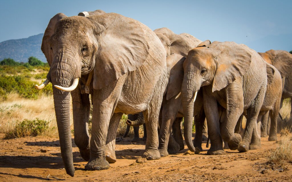 african savanna elephant annabel wynyard