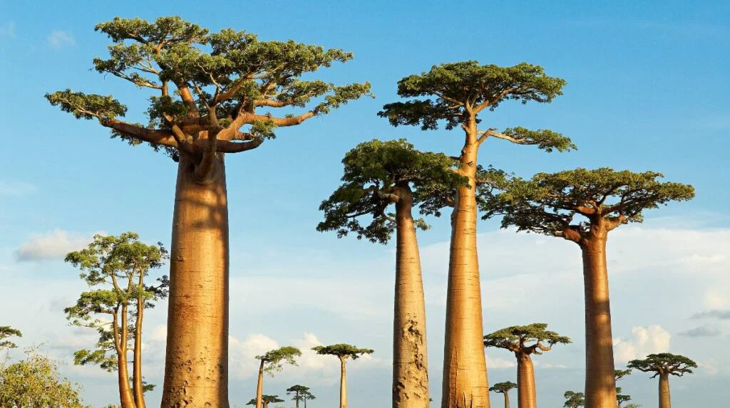 Recursos naturales de Madagascar 5 baobabs los arboles africanos que desafiaron a los dioses