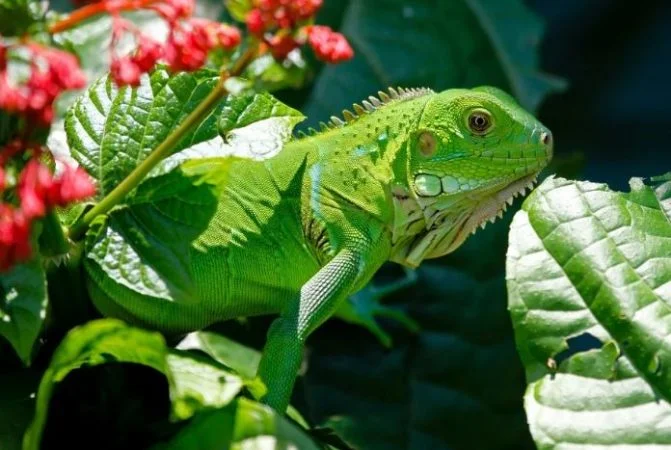 Recursos naturales de Honduras 5 Iguana