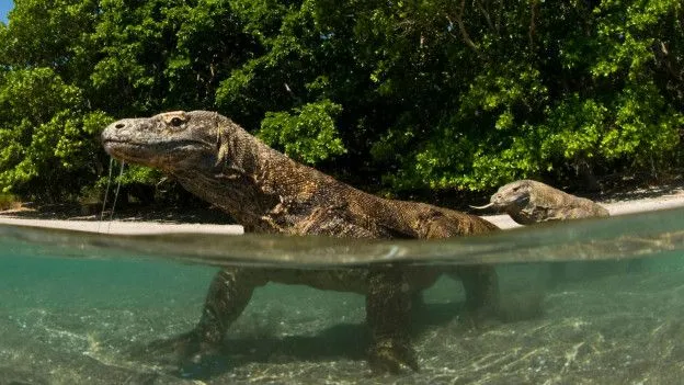 Recursos naturales de Indonesia 5 images dossier komodo dragones komodo bg