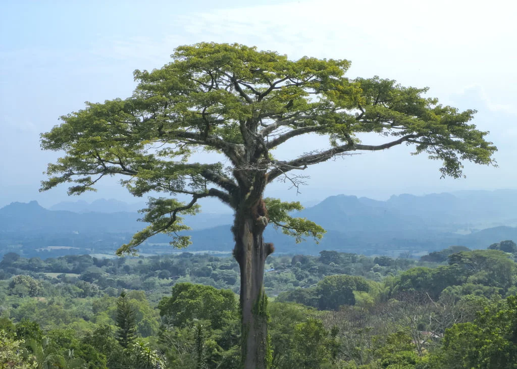 Recursos naturales de Guatemala 5 Large