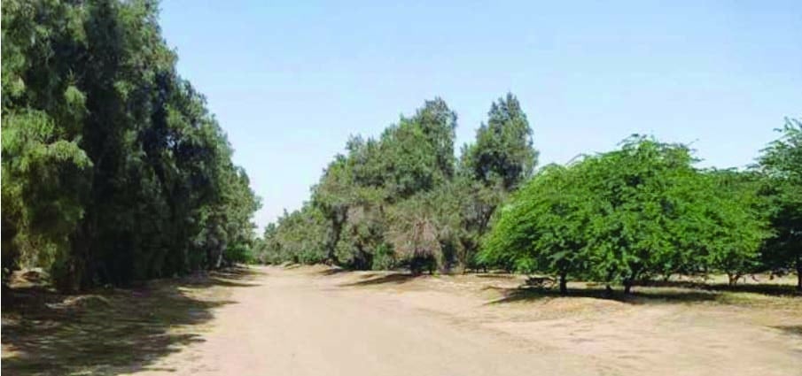 Recursos naturales de Kuwait 3 p4d 1