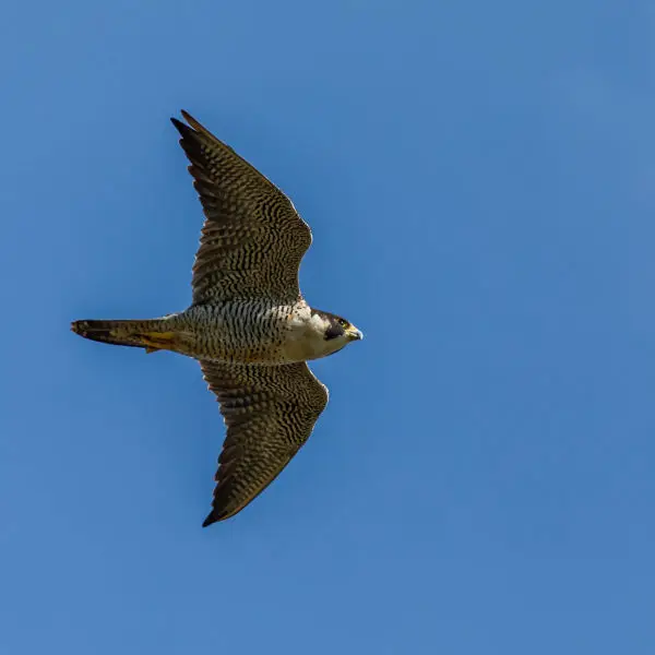 peregrine falcon 14
