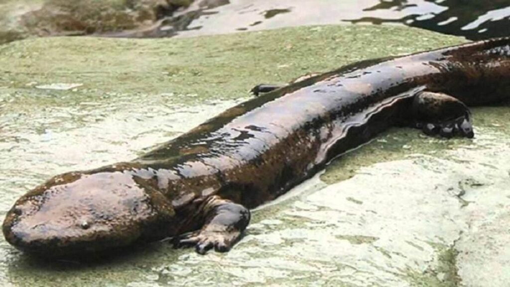 Recursos naturales de Japón 5 salamandras grandes mundo japonesa metros 1784831516 182246591 1200x675