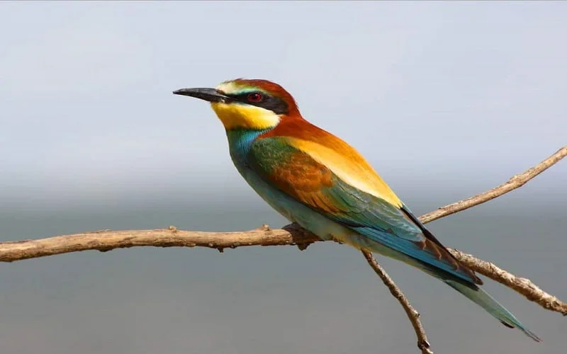 Tipos de abejaruco