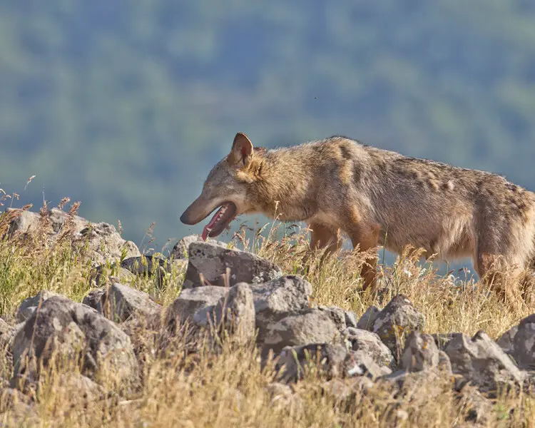Recursos naturales de Kazajstán 4 wolf eastern rhodopes stefan avramov