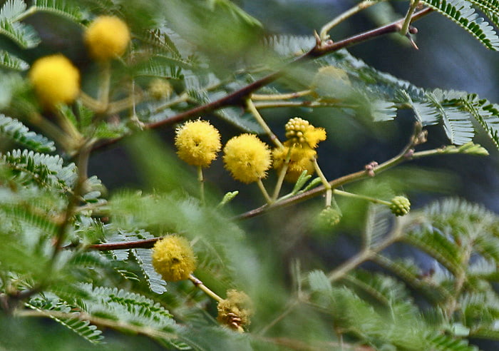 Recursos naturales de Pakistán 6 Babool Acacia nilotica flowers at Hodal W IMG 1163