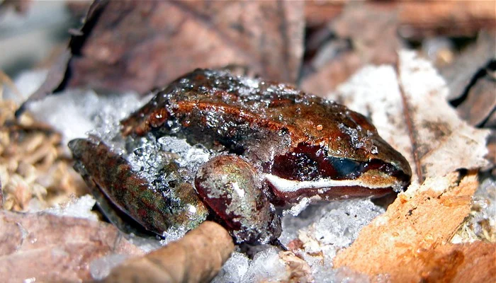 Recursos naturales de Rusia 6 Wood Frog 15