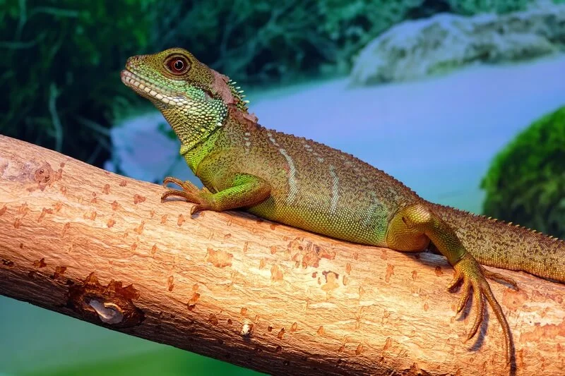Recursos naturales de Singapur 5 Dragon de agua asiatico
