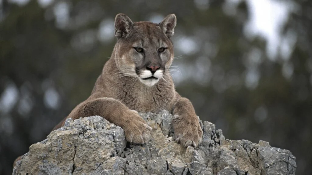 Recursos naturales de Panamá 5 Puma el animal de la fuerza y vitalidad de los pueblos prehispanicos felino