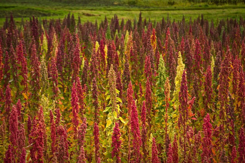 quinoa origen©iStock