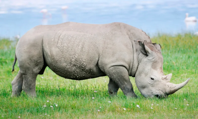 Recursos naturales de Sudáfrica 6 rinoceronte blanco