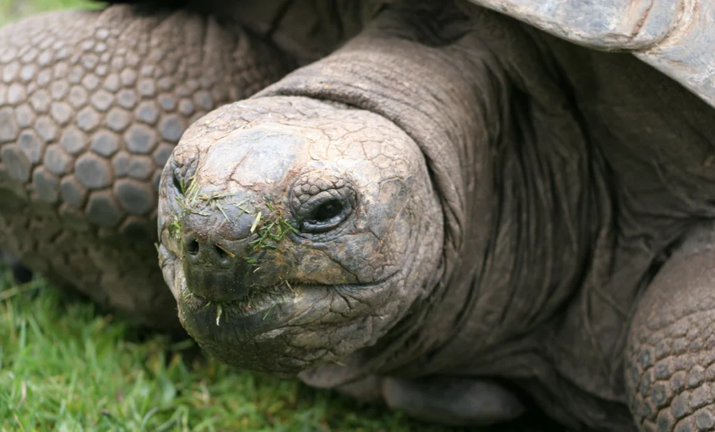 Recursos naturales de Tanzania 6 Aldabrachelys gigantea3