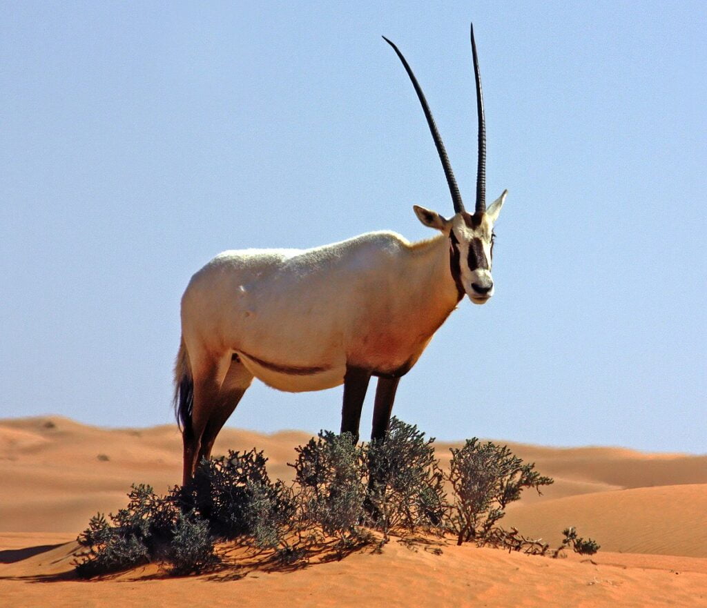 Arabian oryx oryx leucoryx