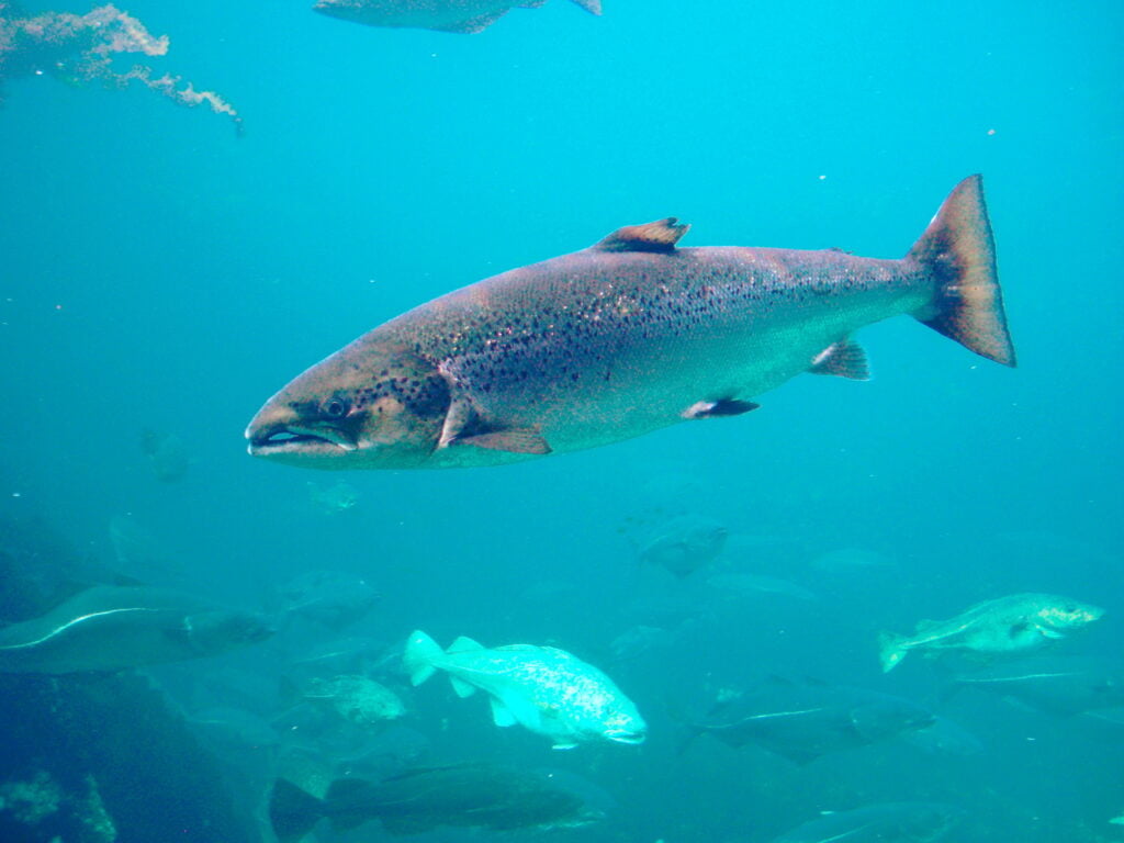 Salmo trutta Trout Aquarium Atlanterhavsparken Norway