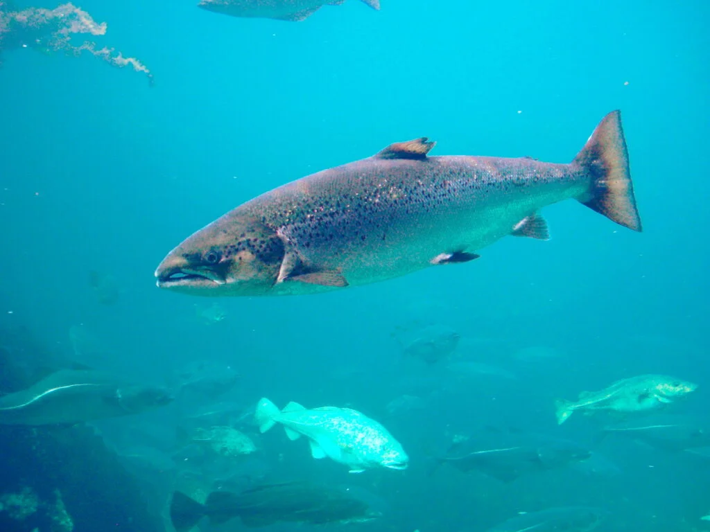 Recursos naturales de Reino Unido 4 Salmo trutta Trout Aquarium Atlanterhavsparken Norway