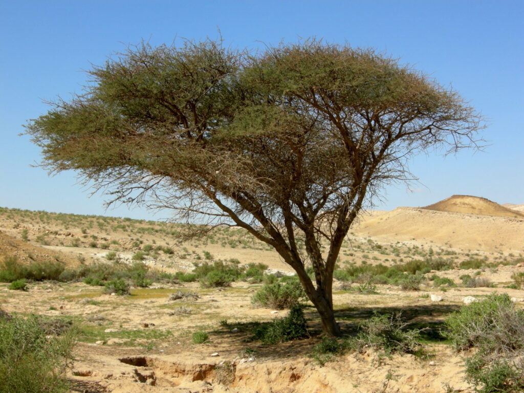 Recursos naturales de Tanzania 7 acacia