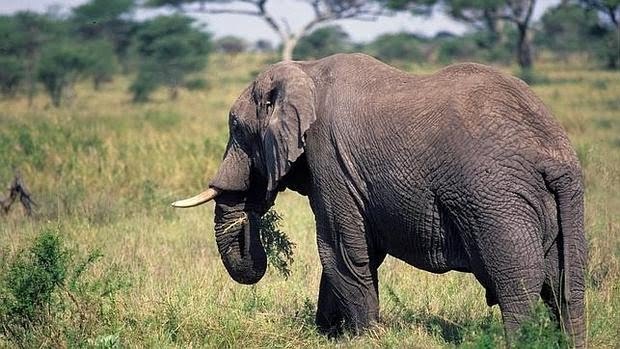 Recursos naturales de Tanzania 5 elefante africano 620x349 1