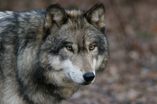 lobo gris caracteristicas