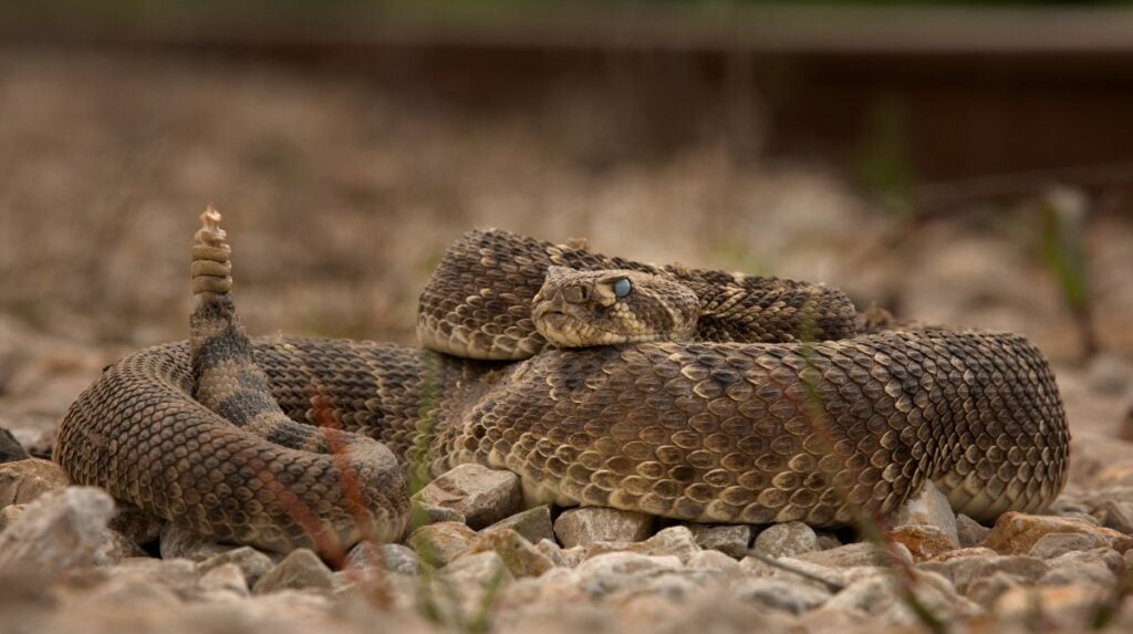 serpiente de cascabel el iconico reptil venerado en mesoamerica