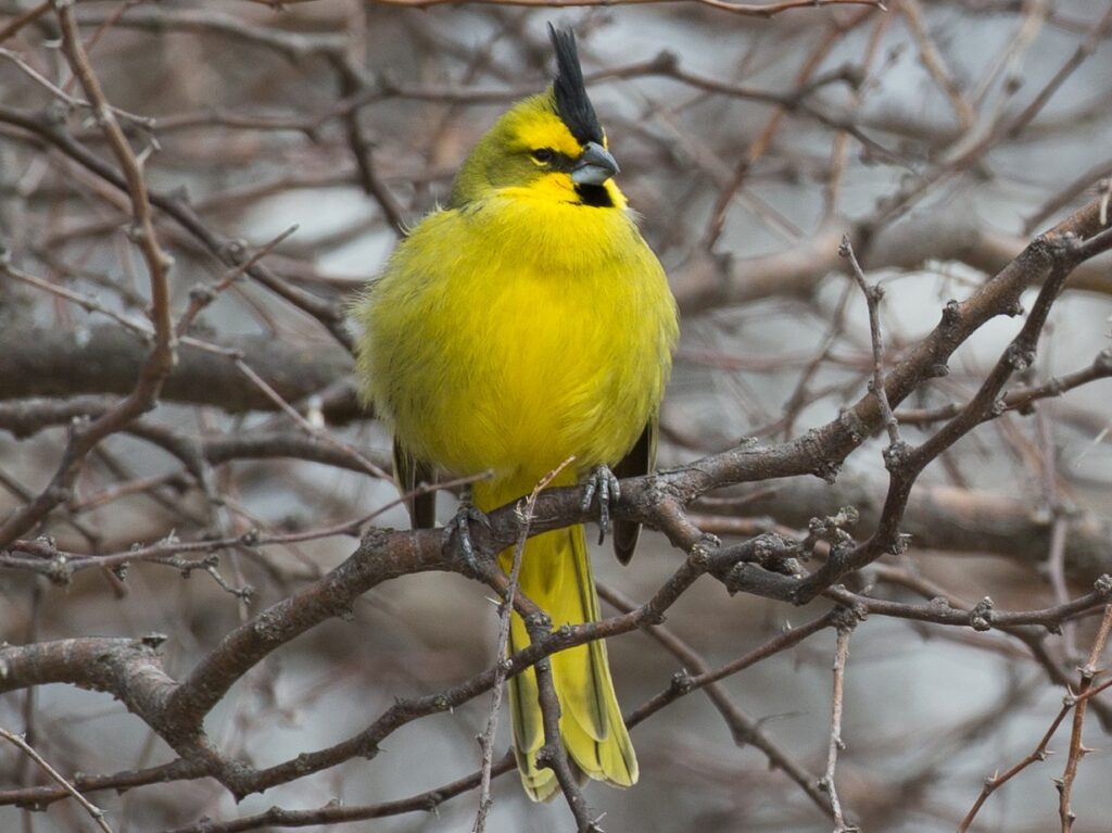 Recursos naturales de Uruguay 3 1800
