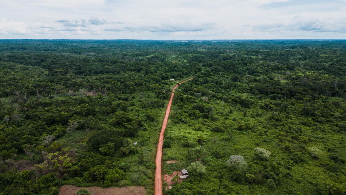 Selva tropical densa en Camerún, África central