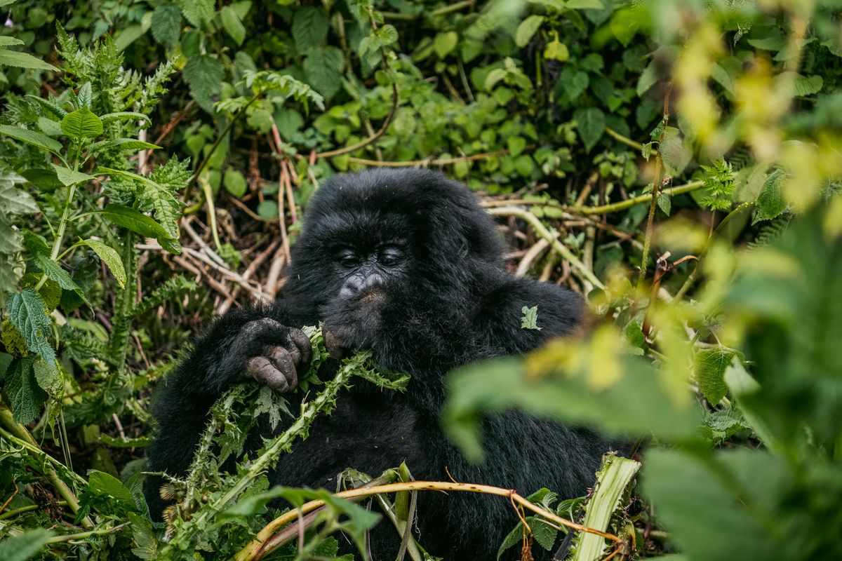 Gorila de montaña en la selva africana