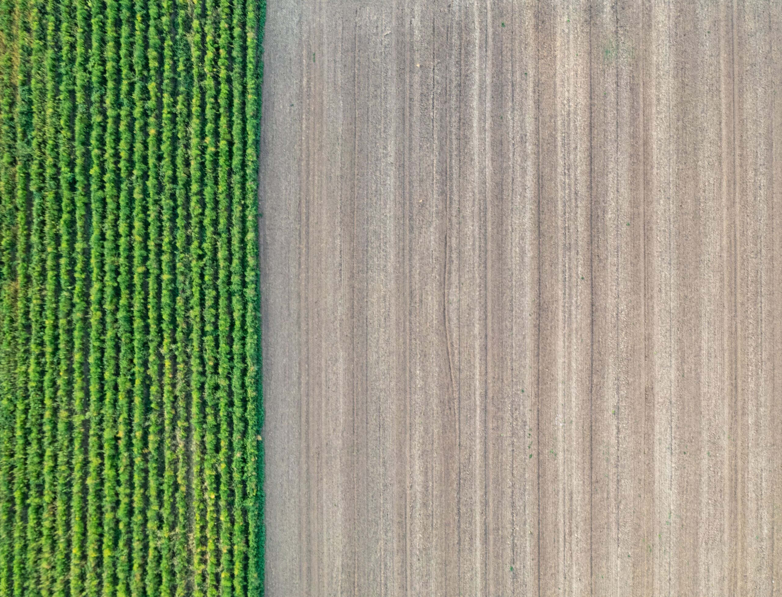 Vista aérea de campos agrícolas verdes y sostenibles